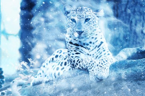 Leopardas, Laukiniai, Gyvūnas, Sniegas, Menas, Vintage, Žiema, Gamta, Dekoratyvinis