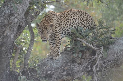 Leopardas, Mėsėdis, Gyvūnas, Laukinė Gamta, Katė, Safari, Kačių, Pavojingas, Panthera, Afrika, Gamta, Laukiniai, Pietų Afrika, Kruger Parkas, Bushveld, Limpopo