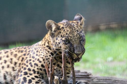 Leopardas, Laukiniai, Cub, Zoologijos Sodas
