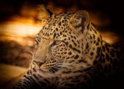 Leopardas, Laukinė Gamta, Afrika, Išsaugojimas, Kruger Nacionalinis Parkas, Nykstantis, Rozetės, Gamta, Kačių, Katė, Kailis, Plėšrūnas, Mėsėdis