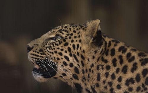 Leopardas, Cub, Rozetės, Plėšrūnas, Afrika, Nykstantis, Safari, Pavojingas, Kačių, Kruger, Parkas, Pardus, Dėmės, Mėsėdis, Portretas