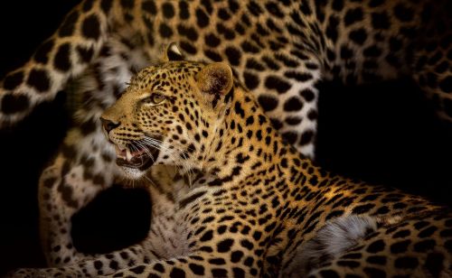 Leopardas, Uždaryti, Rozetės, Pardus, Akis, Gamta, Laukinė Gamta, Išsaugojimas, Vieta, Aplinka, Pavojingas, Portretas, Plėšrūnas, Afrika, Mėsėdis, Kačių, Laukiniai, Gyvūnas