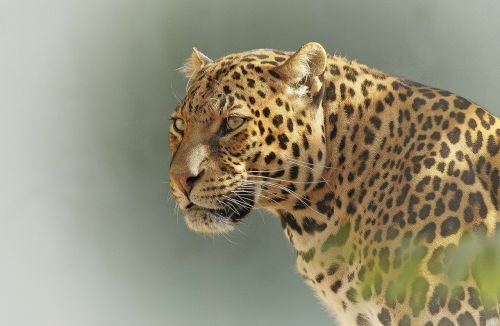 Leopardas, Plėšrūnas, Akys, Laukinė Gamta, Mėsėdis, Parkas, Kruger, Serengeti, Botsvana, Džiunglės, Išsaugojimas, Afrika, Rezervas, Pavojingas