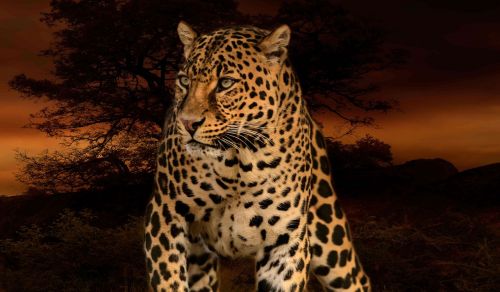 Leopardas, Medžiotojas, Plėšrūnas, Rozetės, Laukiniai, Gamta, Afrika, Kačių, Pavojingas, Mėsėdis, Pavojus, Portretas