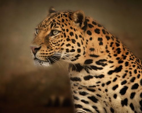 Leopardas, Portretas, Akys, Intensyvus, Rozetės, Dėmės, Pavojingas, Kačių