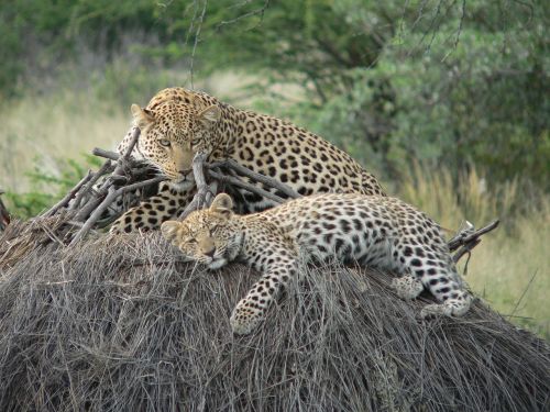 Leopardas, Safari, Naminia, Poilsis, Wildcat, Katė