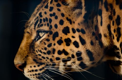 Leopardas, Labai Arti Akis, Katė, Kačių, Slaptas