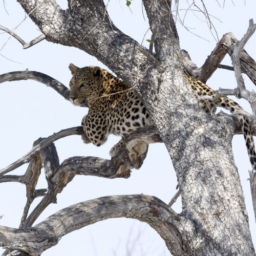 Leopardas, Nacionalinis Parkas, Afrika, Safari, Wildcat, Gamta, Didelė Katė, Katė, Savana, Laukinis Gyvūnas, Plėšrūnas