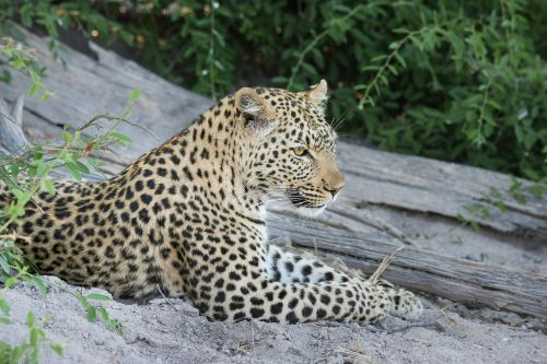 Leopardas, Afrika, Botsvana, Wildcat, Safari, Katė, Didelė Katė, Gamta, Dykuma, Okavango Delta, Nacionalinis Parkas, Laukinis Gyvūnas, Gyvūnas