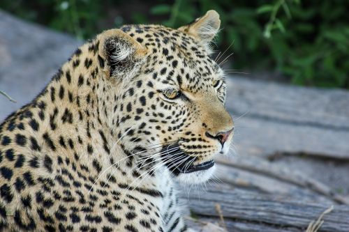 Leopardas, Afrika, Botsvana, Wildcat, Safari, Katė, Didelė Katė, Gamta, Dykuma, Okavango Delta, Nacionalinis Parkas, Laukinis Gyvūnas, Gyvūnas