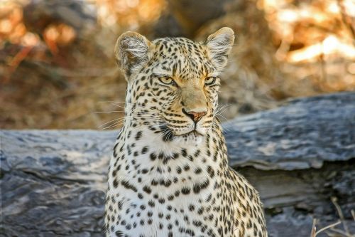 Leopardas, Afrika, Safari, Wildcat, Botsvana, Katė, Nacionalinis Parkas, Didelė Katė, Gamta, Okavango Delta, Dykuma, Laukinis Gyvūnas, Kenya, Mediena