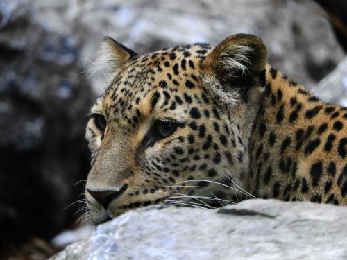 Leopardas, Akmuo, Zoologijos Sodas, Žinduolis, Katė, Kilnus, Kailis, Drąsus, Wildcat, Plėšrūnai, Pasislėpęs, Gamta, Gyvūnų Pasaulis, Laukinės Gamtos Fotografija, Galva, Akys, Ausys