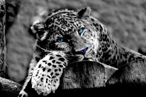 Leopardas, Gyvūnas, Wildcat, Zoologijos Sodas, Katė, Juoda Ir Balta