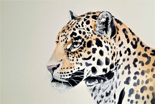 Leopardas, Katė, Žvėrys, Gyvūnas, Plėšrūnas, Dėmės, Gamta, Dažymas, Akvarelė