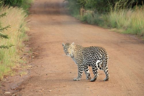 Leopardas, Safari, Wildcat, Didelė Katė, Mėsėdis, Afrika, Kačių, Kelias, Purvo Kelias, Gyvūnas, Tigras, Katė, Dėmės, Zoologijos Sodas
