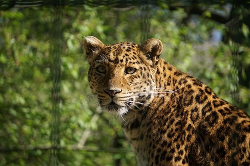 Leopardas,  Pavojinga,  Predator,  Wildcat,  Didelė Katė,  Pobūdį,  Laukinių,  Gyvūnijos Pasaulyje,  Gyvūnas,  Safari,  Zoo,  Persų Leopardas,  Padaras