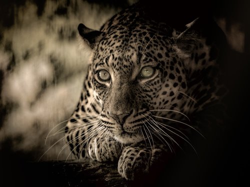 Leopardas,  Afrikoje,  Pavojus,  Predator,  Kačių,  Mėsėdis,  Gyvūnijos,  Pavojinga,  Safari,  Parkas
