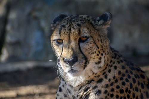 Leopardas,  San Diego,  Gyvūnas,  Zoo,  Katė,  Gyvūnijos,  Gamta