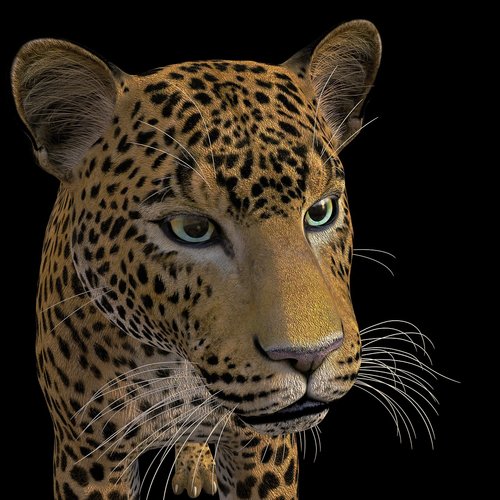 Leopardas,  Didelė Katė,  Wildcat,  Afrikoje,  Pobūdį,  Nemokama Iliustracijos