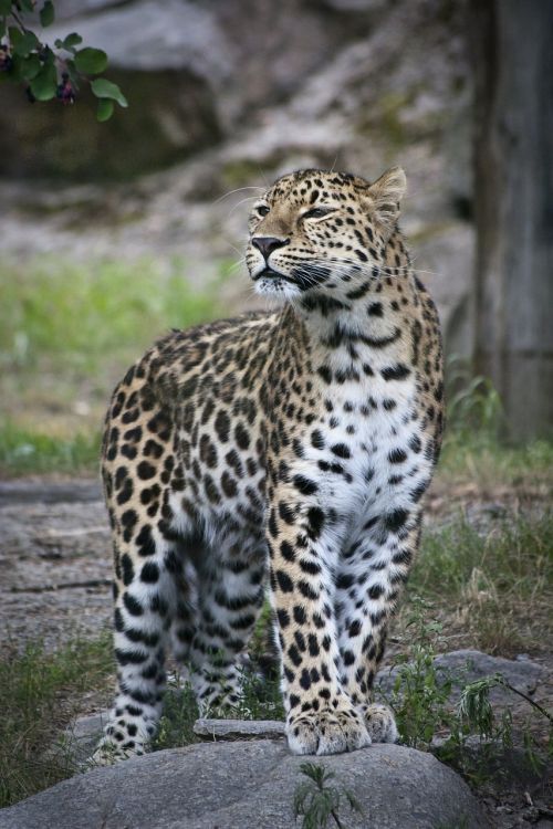 Leopardas, Zoologijos Sodas, Katė, Kačių, Egzotiškas, Gyvūnai, Gamta, Kailis, Pastebėtas, Plėšrūnai