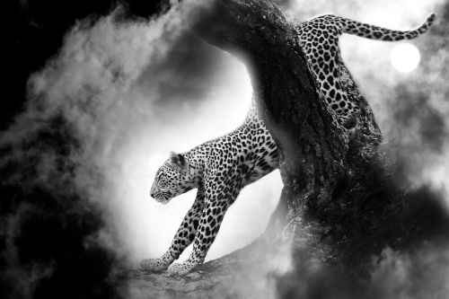 Leopardas, Katė, Plėšrūnas, Gyvūnas, Greitai, Gyvūnų Pasaulis, Kailis, Laukinė Gamta, Greitis, Laukinis Gyvūnas, Afrika, Laukiniai, Gamta, Pietų Afrika, Padaras, Gyvūnų Portretas, Wildcat, Safari, Galvos Piešinys, Greičio Įrašas