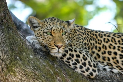 Leopardas, Wildcat, Didelė Katė, Botsvana, Afrika, Safari, Okavango Delta, Nacionalinis Parkas, Katė, Dykuma, Gamta