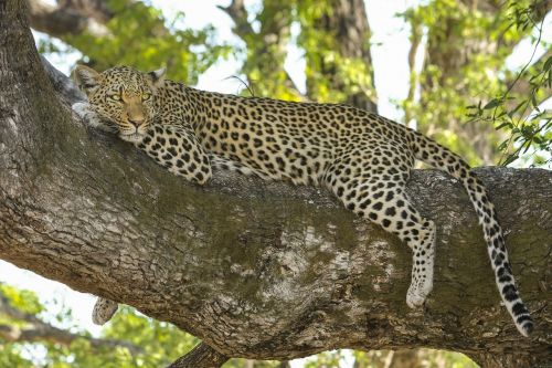 Leopardas, Wildcat, Didelė Katė, Safari, Botsvana, Afrika, Okavango Delta, Dykuma, Katė, Gamta