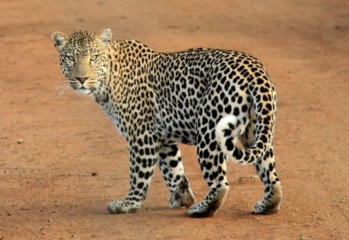 Leopardas, Leopardo Dėmės, Gyvūnas, Laukiniai, Laukinė Gamta, Safari, Džiunglės, Kačių, Plėšrūnas