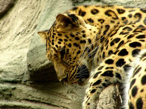 Leopardas, Laukinis Gyvūnas, Patinas, Laukinė Gamta, Didelė Katė, Modelis, Dėmės, Gamta