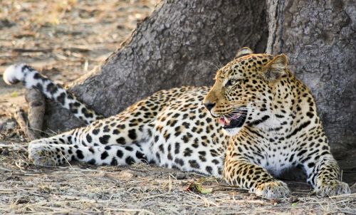 Leopardas, Afrika, Gyvūnas, Laukiniai, Safari, Gamta, Savana, Fauna