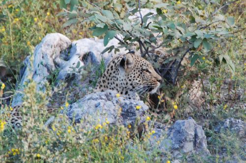 Leopardas, Rūpestis, Gyvūnas, Afrika, Namibija, Etosha, Safari