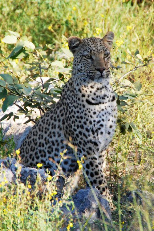 Leopardas, Sėdėti, Gyvūnas, Afrika, Namibija, Etosha, Safari