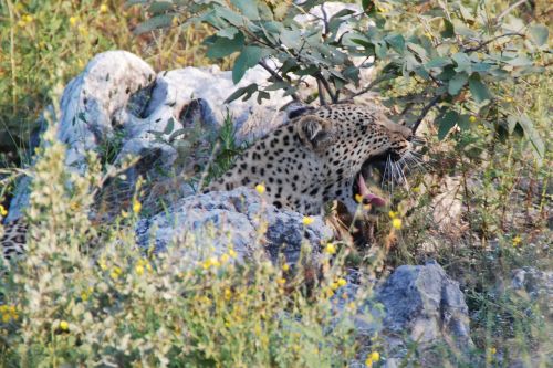 Leopardas, Žiovulys, Pavargęs, Pabusti, Rūpestis, Gyvūnas, Afrika, Namibija, Etosha, Safari