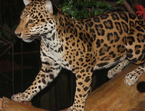 Leopardas, Didelė Katė, Mėsėdis, Kačių, Gyvūnas, Žinduolis