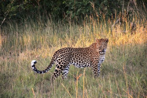 Leopardas, Wildcat, Katė, Safari, Pietų Afrika