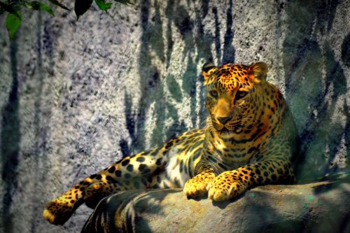 Leopardas, Gepardas, Požiūris, Gyvūnas, Zoologijos Sodas, Panther, Egzotiškas