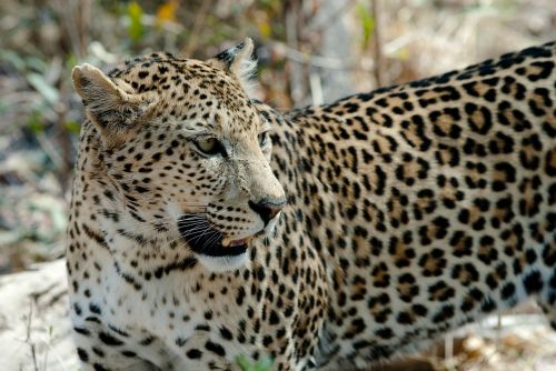 Leopardas, Katė, Savuti, Botsvana