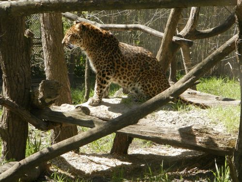 Leopardas, Gyvūnas, Kačių, Didelė Katė