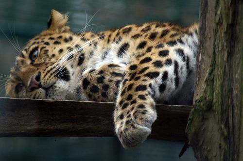Leopardas, Katė, Plėšrūnai, Wildcat, Nuobodulys, Paw, Uždaryti