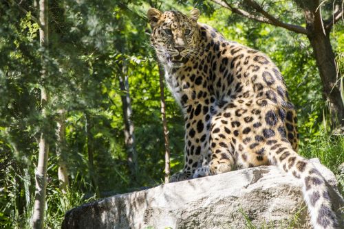 Leopardas,  Katė,  Zoologijos Sodas,  Žinduolis,  Akmuo