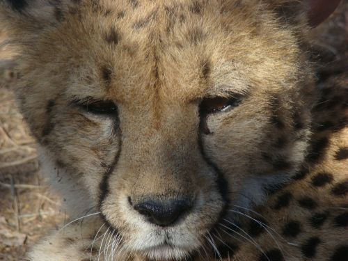 Leopardas, Pietų Afrika, Safari, Plėšrūnas, Afrika, Gyvūnų Pasaulis, Laukiniai, Gyvūnų Portretas, Laukinis Gyvūnas, Wildcat, Katė, Gyvūnas, Laukinė Gamta