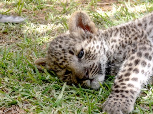Leopardas,  Cub,  Dėmės,  Laukiniai,  Laukinė Gamta,  Didelis & Nbsp,  Katinas,  Melas,  Mieguistas,  Atsipalaidavęs,  Leopardo Kubelis Gulėti
