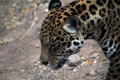 Leopardas,  Leopardai,  Katė,  Didelis & Nbsp,  Katinas,  Liūtas,  Laukinis & Nbsp,  Gyvenimas,  Plėšrūnas,  Laukinė Gamta,  Gamta,  Katės,  Veidas,  Leopardo Veidas