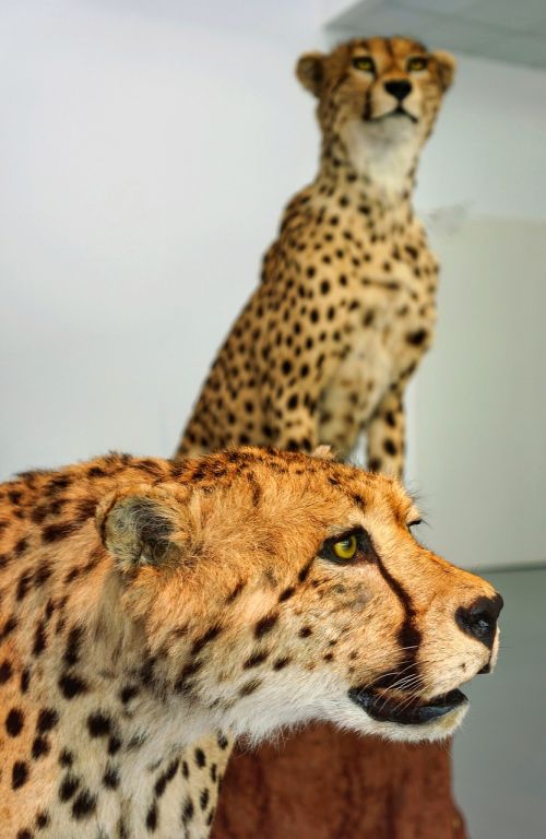 Leopardai, Gyvenimo Dydis, Gyvūnai, Rodyti, Botanikos, Sodai, Padua, Italy