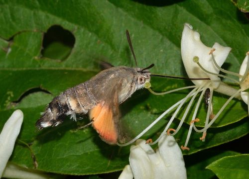 Lepidoptera, Drugeliai, Macroglossum, Stellatarum