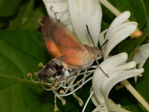 Lepidoptera, Drugeliai, Macroglossum, Stellatarum