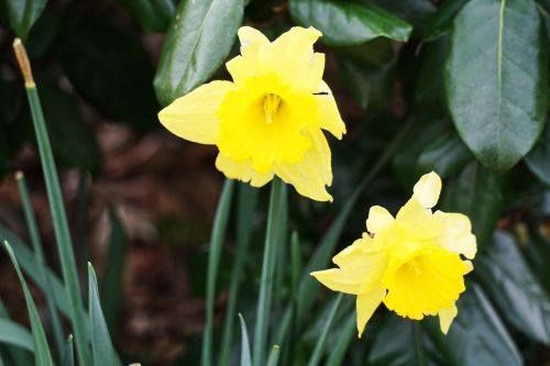 Narcizai,  Gėlės,  Geltonos Spalvos & Nbsp,  Gėlės,  Flora,  Žydi,  Pavasaris & Nbsp,  Gėlės,  Sodas,  Botanikos,  Narcizai