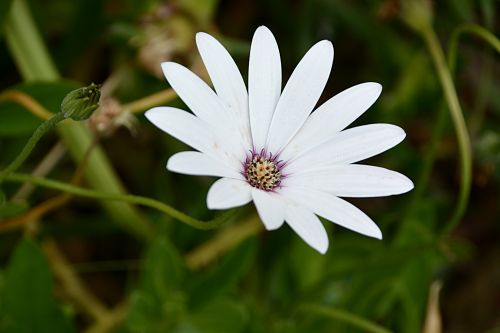 Gėlė,  Daisy,  Flora,  Gamta,  Žydėti,  Botanikos,  Sodas,  Žiedlapiai