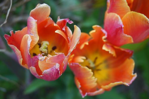 Tulpės,  Gėlės,  Flora,  Gamta,  Botanikos,  Sodas,  Tulpės