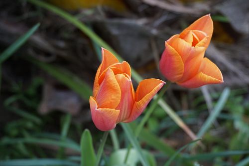 Tulpės,  Gėlės,  Flora,  Žydi,  Botanika,  Pavasaris,  Sodas,  Tulpės